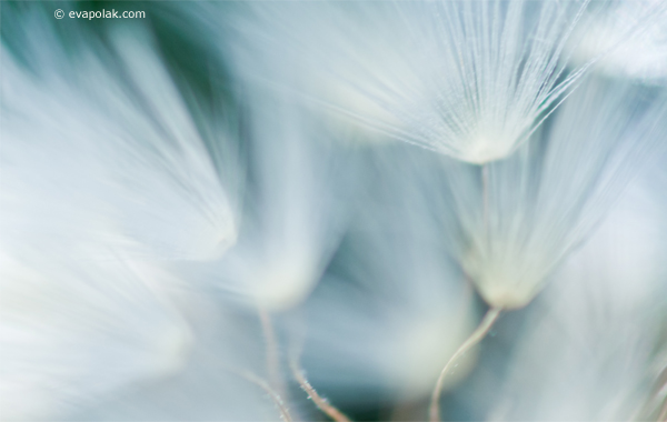 impression of dandelions, abstract